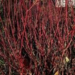 Cornus sericea Bark