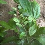 Pithecellobium furcatum Hoja