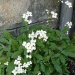 Arabis caucasica Habit