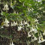 Brugmansia x candida Altro