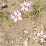 Rhodalsine geniculata Pokrój