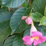 Mandevilla laxa Blad