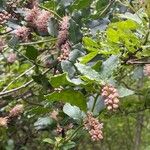 Quercus × rosacea Flor