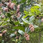 Quercus × rosacea Blomst