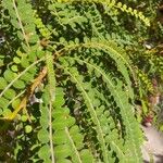 Sophora microphylla Hoja