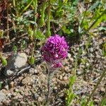 Castilleja exserta Fleur