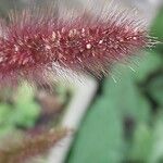 Setaria italica Flor