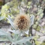 Centaurea uniflora Other