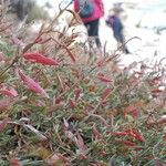 Atriplex portulacoides Blad