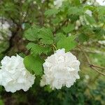 Viburnum macrocephalum Leaf