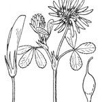 Trifolium michelianum Altres