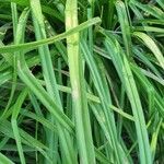 Watsonia borbonica Blatt