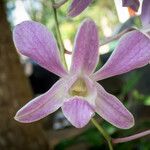 Dendrobium victoriae-reginae പുഷ്പം