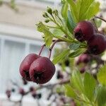 Crataegus orientalis Flower