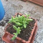 Delosperma echinatum 葉