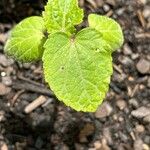 Abelmoschus esculentus Leaf