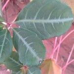 Parthenocissus henryana 葉