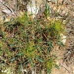 Ptilostemon hispanicus Leaf