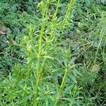 Galium tricornutum आदत