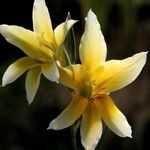 Gladiolus trichonemifolius Flor