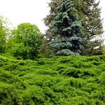 Juniperus horizontalis Vekstform
