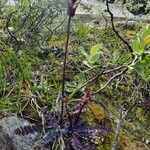 Pedicularis sceptrum-carolinum Levél