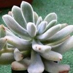 Echeveria pulvinata 整株植物