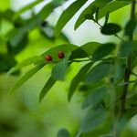 Phyllanthus reticulatus Плод