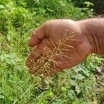 Eragrostis unioloides Blomma