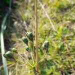 Nothoscordum gracile Fruto