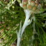 Pseudognaphalium luteoalbum Flower