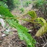 Albizia adianthifolia Liść