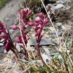 Saxifraga media Floare