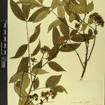 Zanthoxylum oxyphyllum Otro