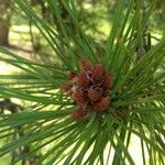 Pinus tabuliformis autre