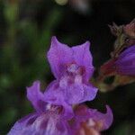 Penstemon davidsonii Květ