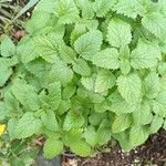 Melissa officinalisLeaf