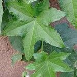 Cucumis melo Φύλλο