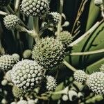 Eryngium yuccifolium Frucht