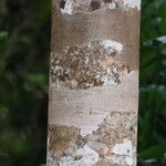 Dialium dinklagei Corteza