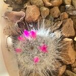 Mammillaria hahniana Цвят