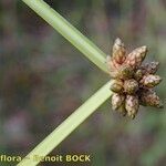 Schoenoplectiella mucronata Ffrwyth