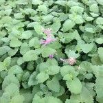 Agastache mexicana Агульны выгляд