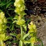 Sideritis hyssopifolia Flower