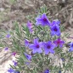 Lithodora fruticosaÇiçek