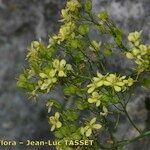 Biscutella frutescens 花