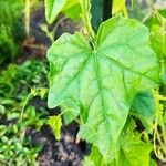 Melothria scabra Leaf