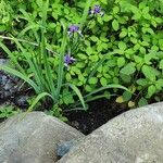 Iris virginica Цветок