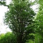 Zelkova carpinifolia عادت داشتن