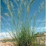 Eragrostis curvula Хабит